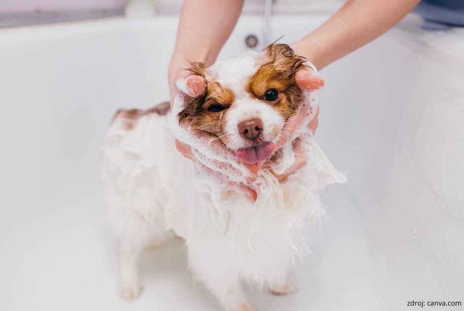 ako sa kupe steniatko